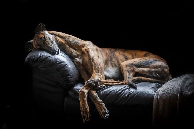 kennel-club-dog-photographer-competition-2017-3_e