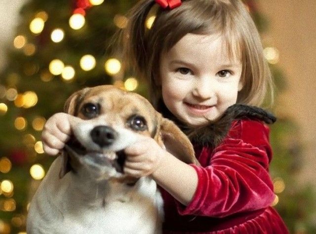 Cute-Christmas-Animals-31-630x468_e