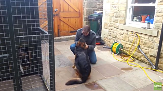 germanshepherd4