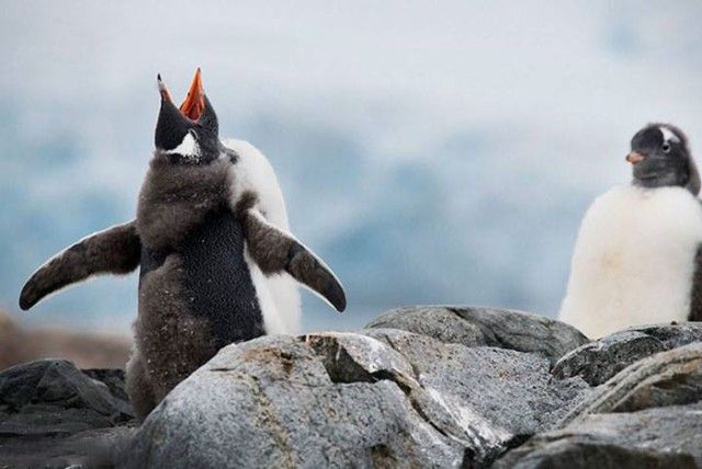 ComedyWildlifePhotoAwards2018 (20)