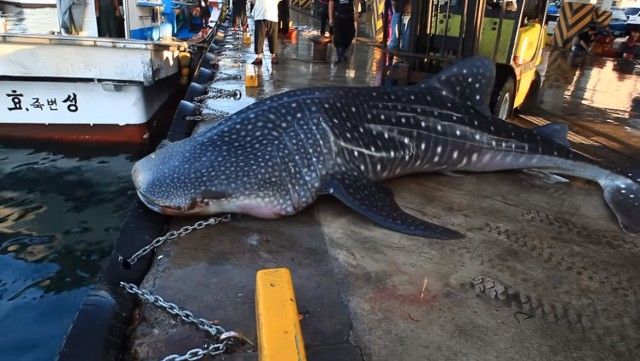 whalesharkinkorea1_e