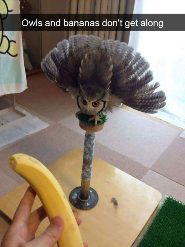 funnyanimals17_e