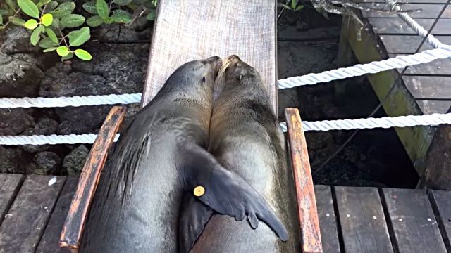 nappingsealions2
