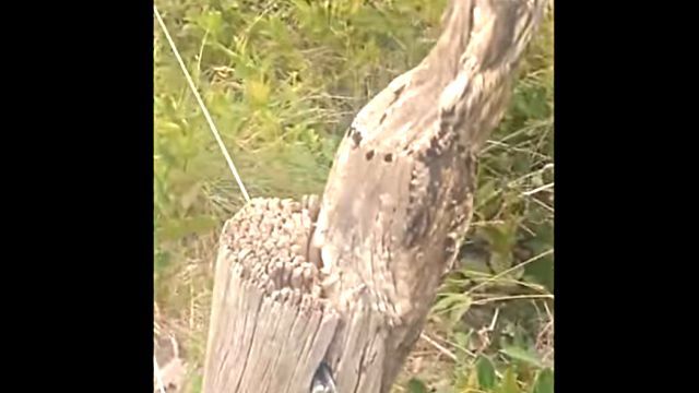 Potoo4