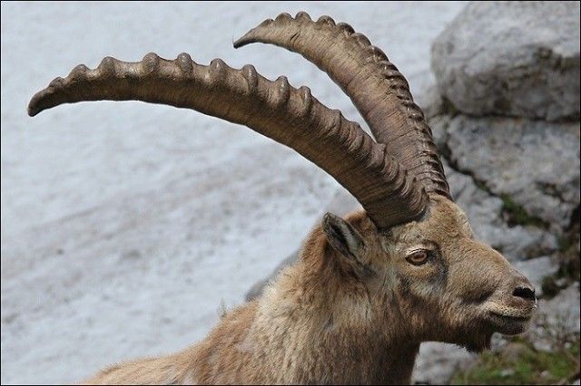 goat6_e