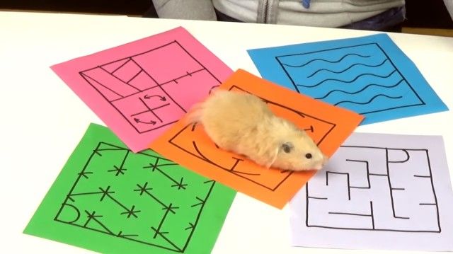 hamstersmaze2_e