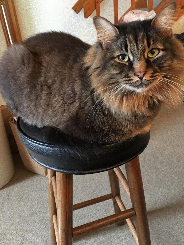 catloaf13_e