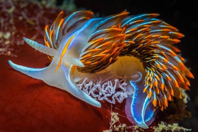 sea-slugs-100__880_e