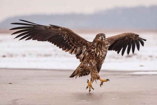 ComedyWildlifePhotoAwards2018 (7)