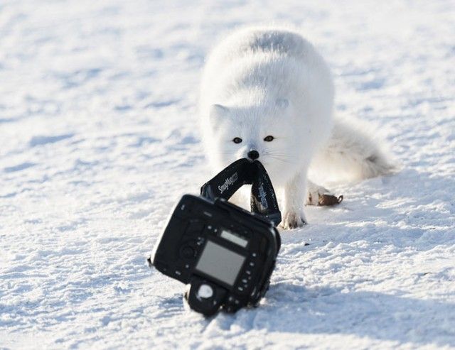 ComedyWildlifePhotoAwards2018 (12)