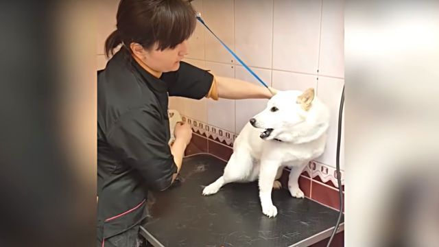 bestpet12