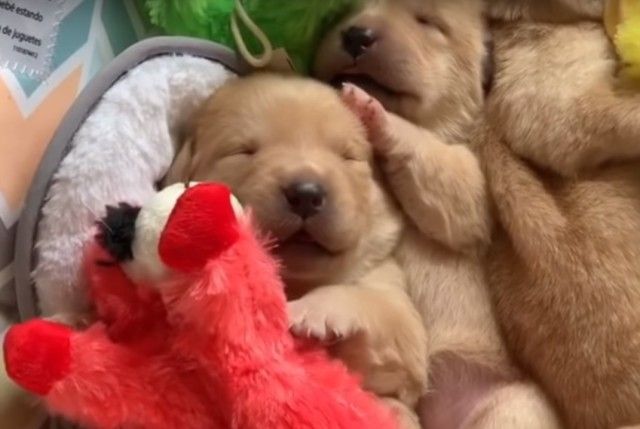 sleepingcuties2_e