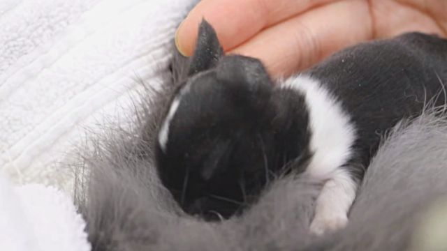 bunny7