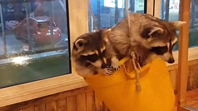 racoonbucket0_e