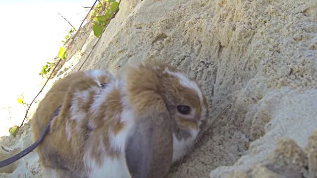 rabbitnbeach3