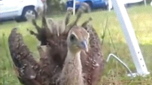 peacockbaby1_e