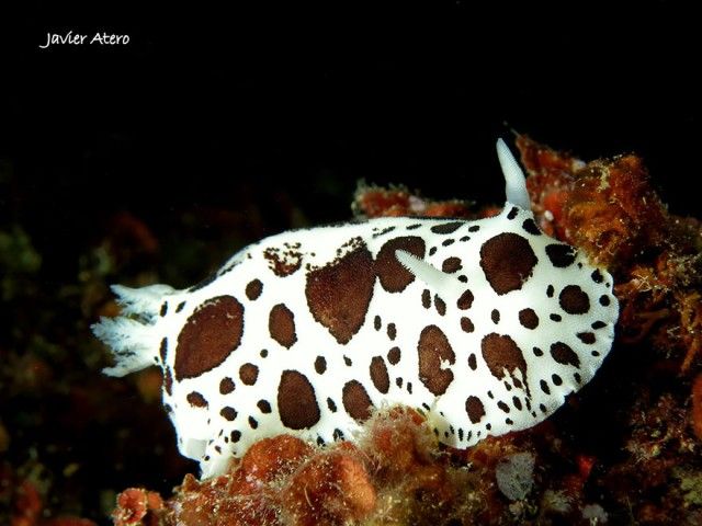 beautiful-unusual-sea-slugs-37__880_e