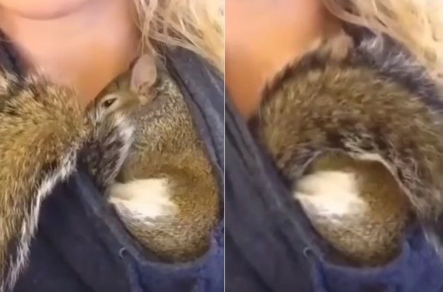 cutebabyanimals4_e