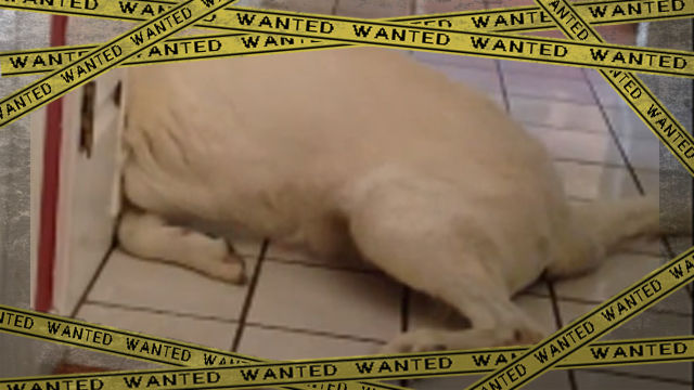 inu