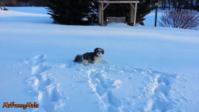 dognsnowballs4_e
