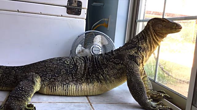 monitorlizard4