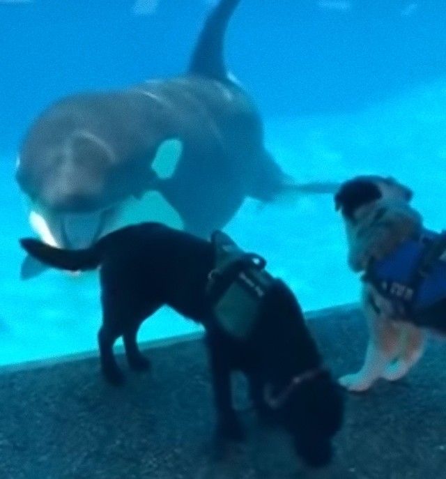 supportdognorca4_e