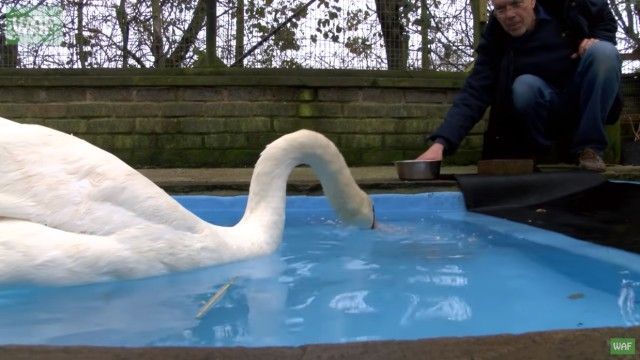 swan7_e