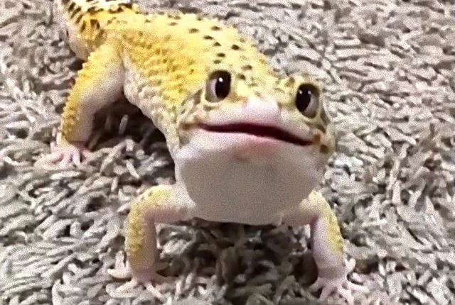 cuteleopa3_e