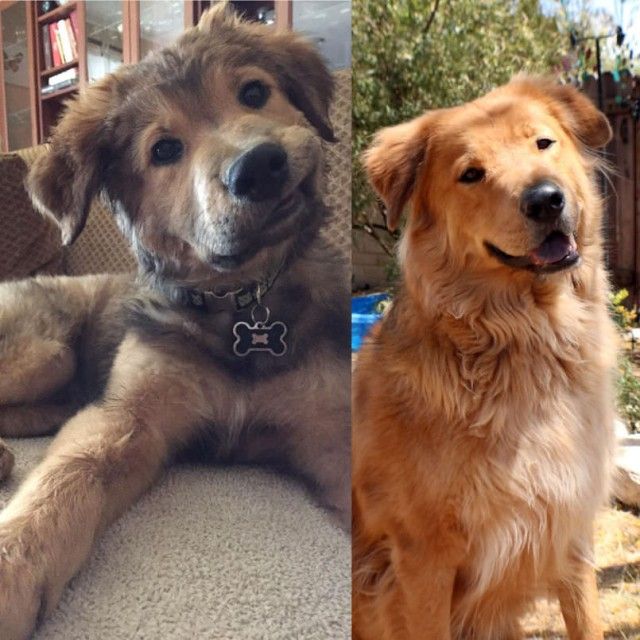 dog-all-grown-up_e