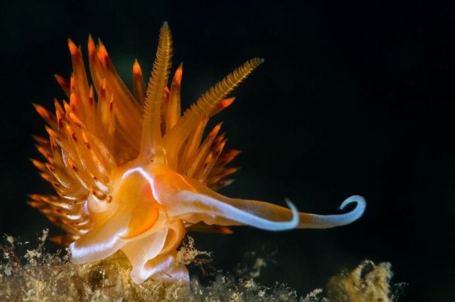 weird-sea-slug-photography-2__880_e