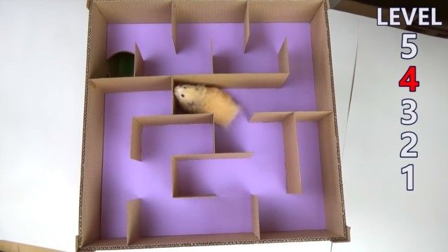 hamstersmaze4_e