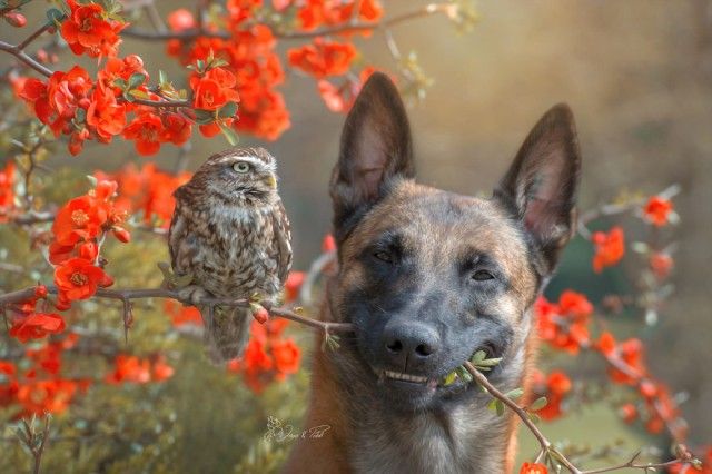dognowl7_e