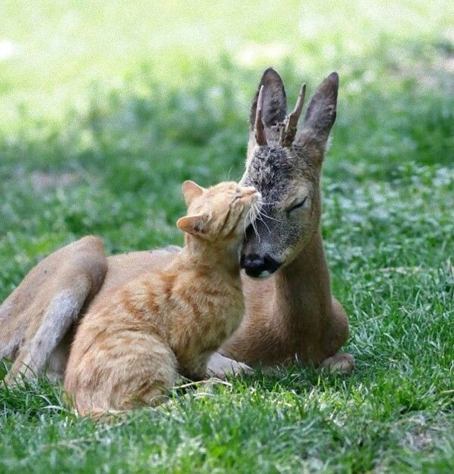 cuddle19_e