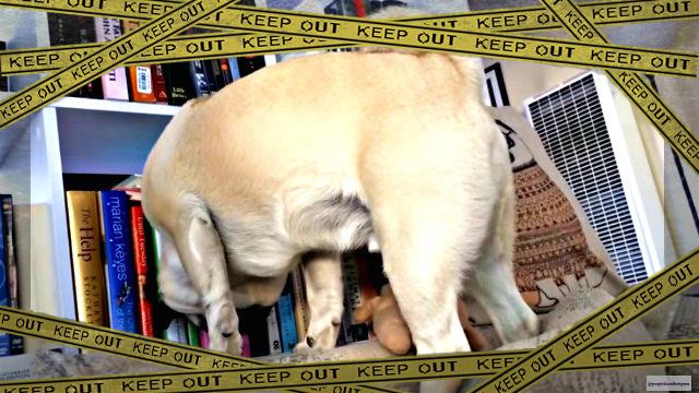 pug1-frame