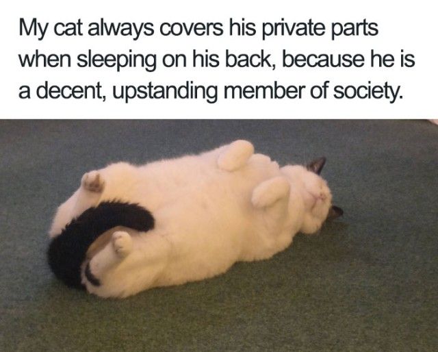 funny-wholesome-animal-memes-41_e