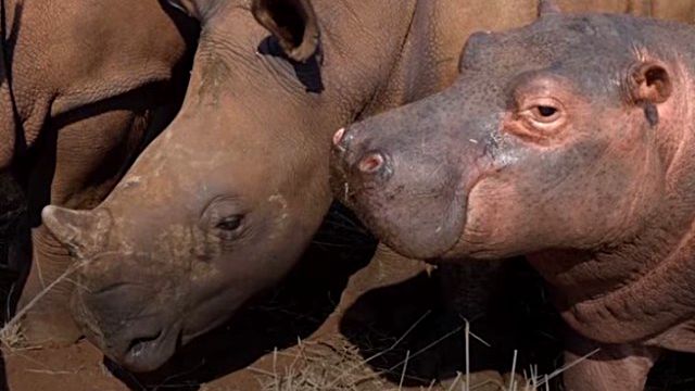 hipponrhino0_e