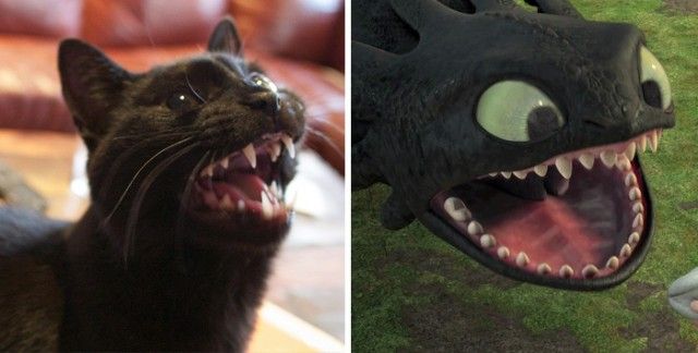 cats-toothless-lookalikes-31-57cec01070e8d__700_e