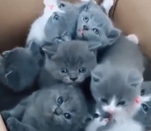 cutebabies5_e