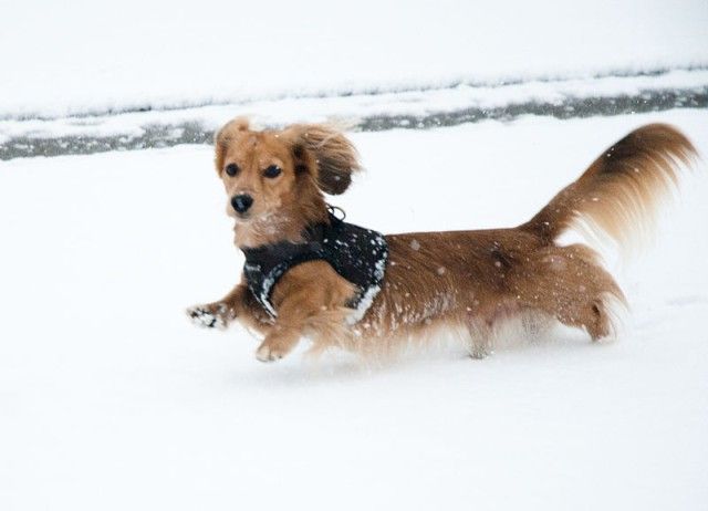 800px-Dachshund_in_snow-1_e