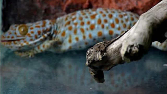 tokay3