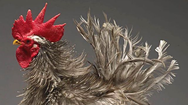 chicken1