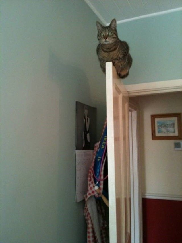 flyingcats8_e