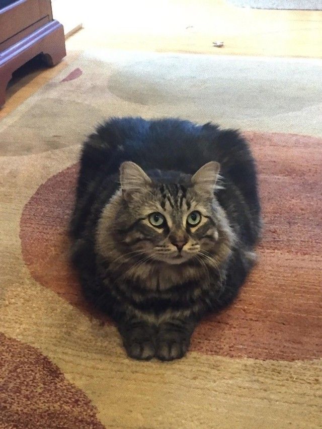 catloaf10_e