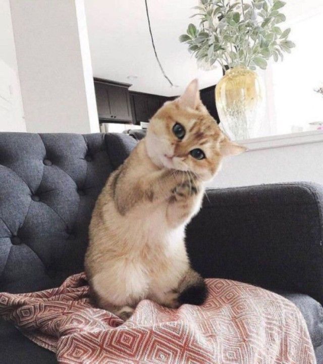 cat_e