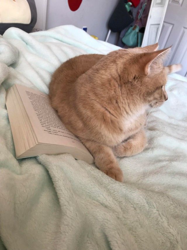 cats-vs-reading15_e