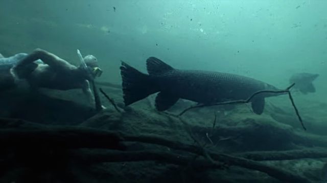 AlligatorGars3