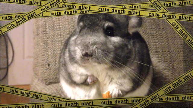 chinchilla-f [www-frame