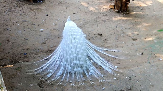 peacock3