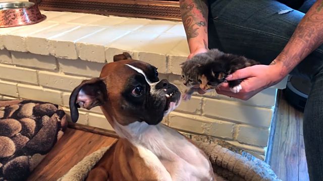 dogsmeetingkittens2