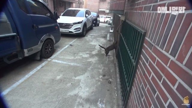 catcctv7_e